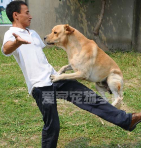 学员dudu