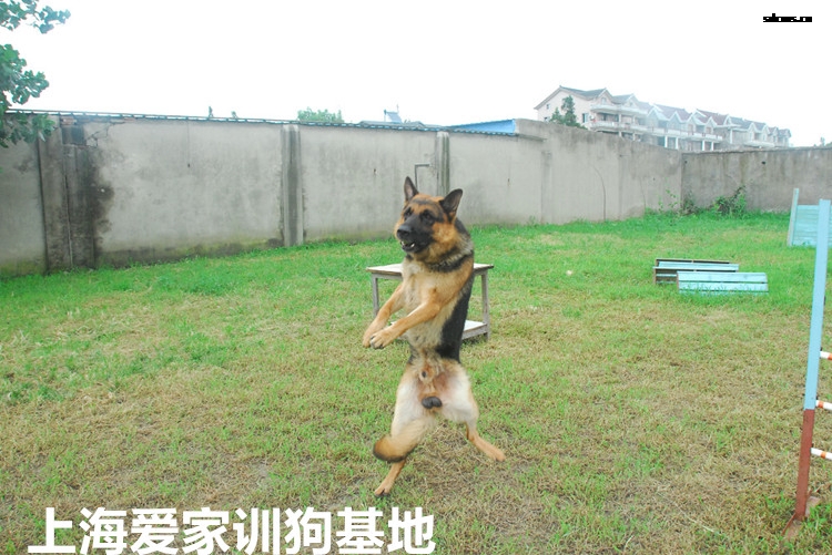 宠物学校，上海爱家宠物学校.jpg