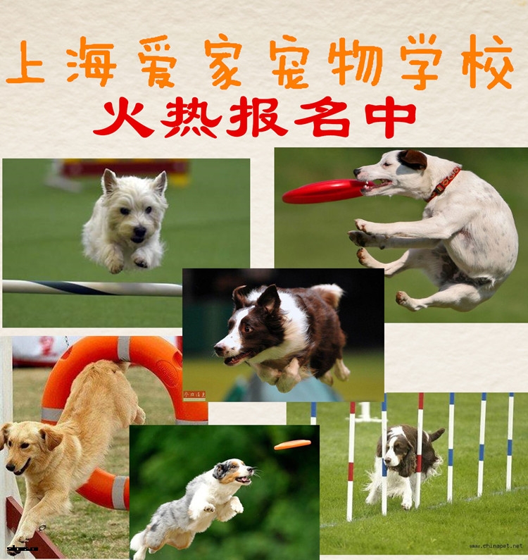 爱家训狗基地,训狗学校.jpg