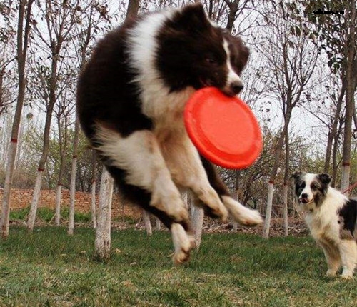 边境犬训练,训练边境犬.jpg