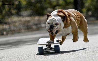 英国斗牛犬训练,专业训练英国斗牛犬.jpg 英国斗牛犬训练,专业训练英国斗牛犬.jpg