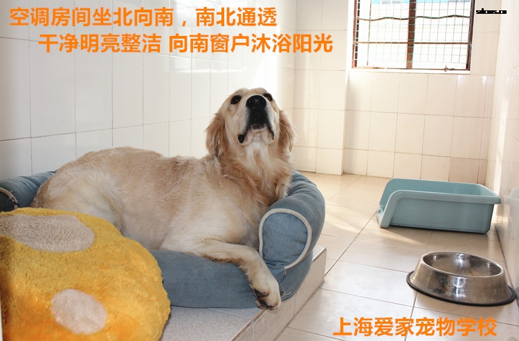狗狗房间 61.jpg