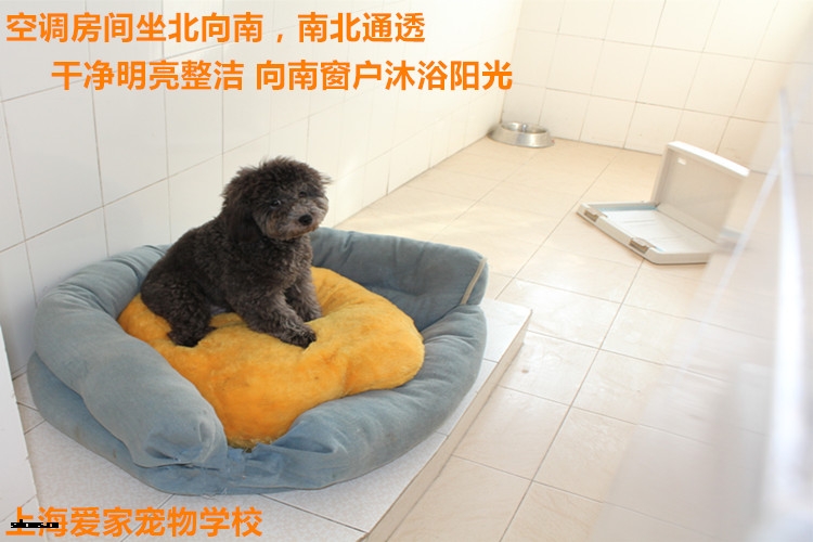 狗狗房3.jpg