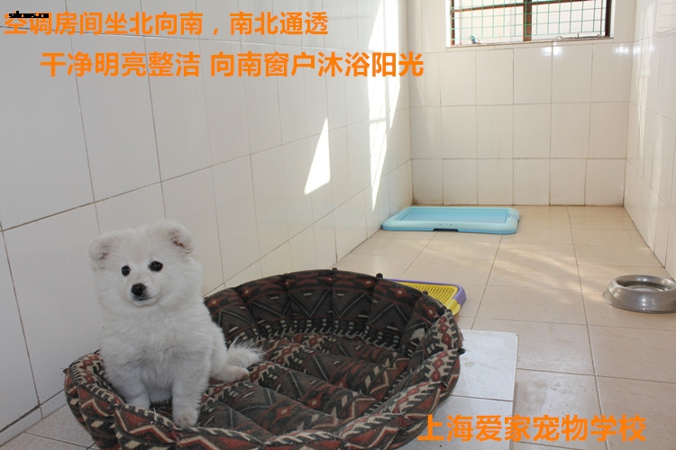 狗狗单间房间6.jpg