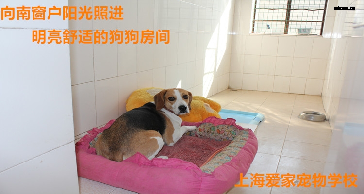 狗狗房间3.jpg