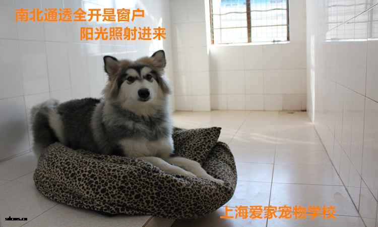 狗狗宿舍3.jpg
