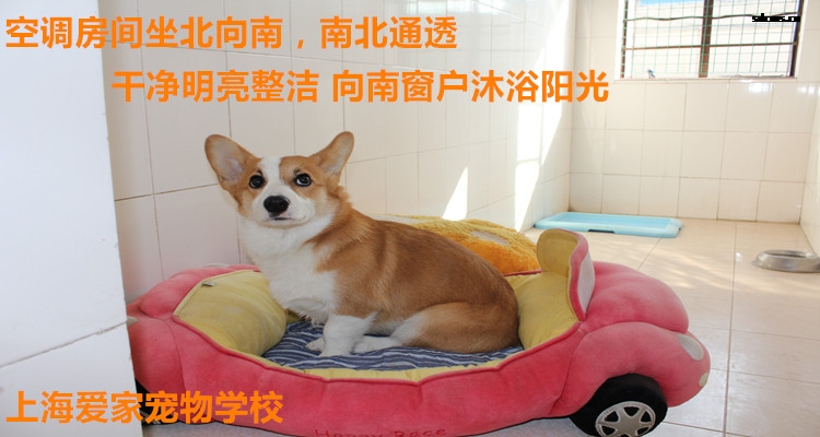 狗狗房间003.jpg