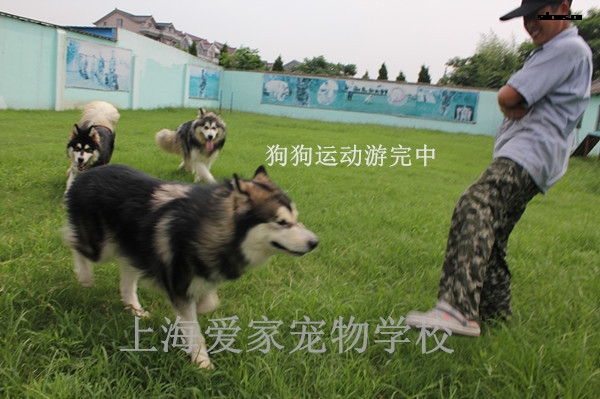 750狗训练中17.jpg