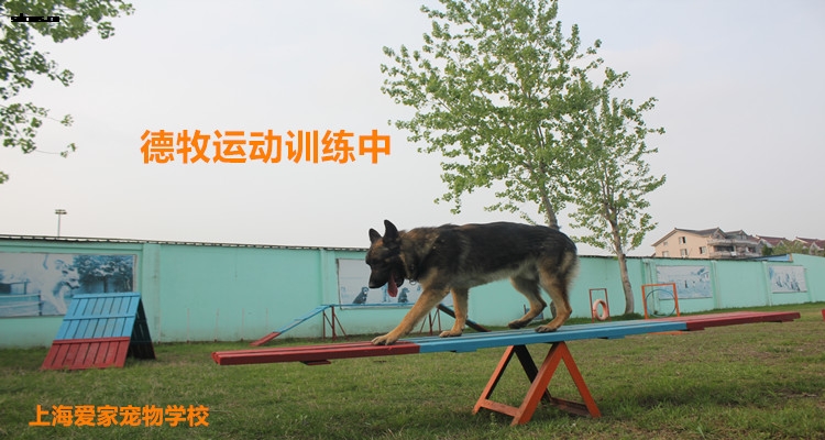 750狗训练中1.jpg