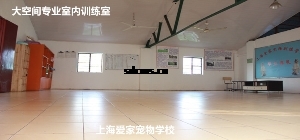 狗狗室内训练