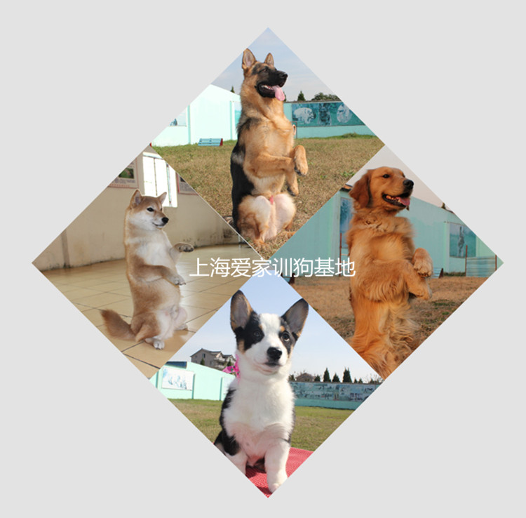 5大特点01_副本.jpg
