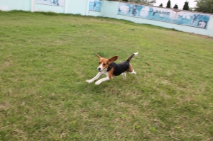比格犬运动