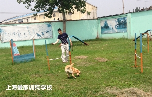 狗狗运动互动