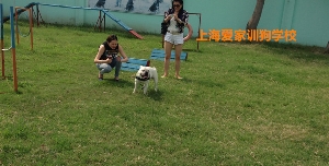 斗牛犬学员与家长