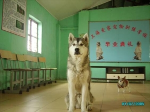 哈士奇毕业照