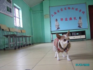 吉娃娃毕业照