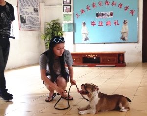 斗牛犬毕业照