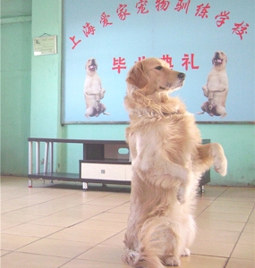 金毛毕业照