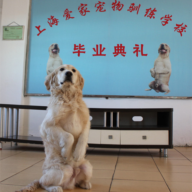 宠物训练，训练狗.jpg