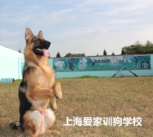 德牧毕业照