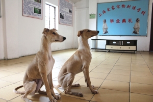 灵缇犬毕业照