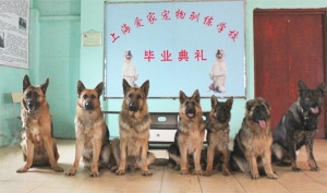 德国牧羊犬训练毕业照