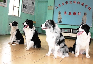 边境牧羊犬毕业照