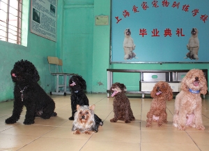 泰迪毕业照