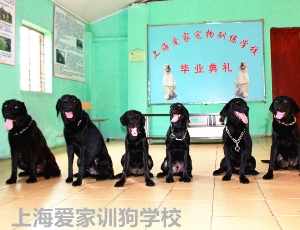 黑拉拉毕业照