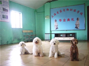 比熊犬训练照