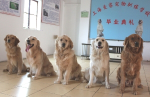 金毛犬毕业照