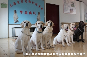 拉不拉多毕业照
