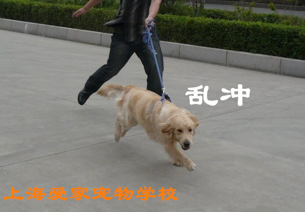 狗狗出门就乱冲.jpg