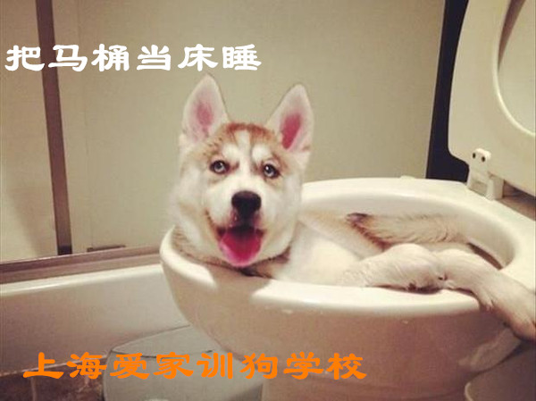狗狗把马桶当床睡.jpg