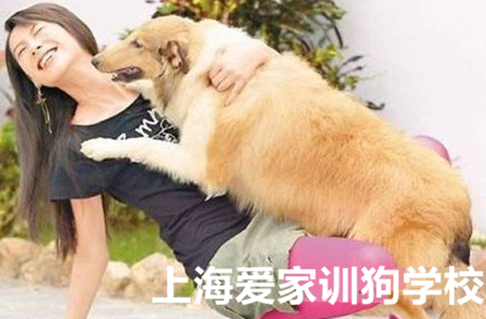 狗狗扑人 狗狗不良习惯.png