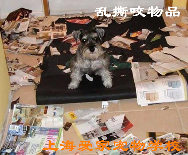 在家搞破坏.jpg