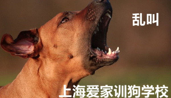 狗乱叫 狗狗不停的叫.jpg