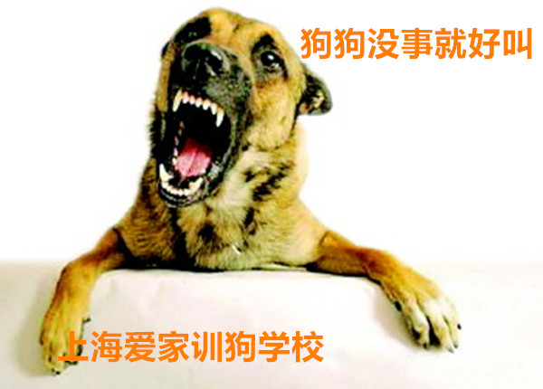 狗狗乱叫 狗狗影响邻居.jpg