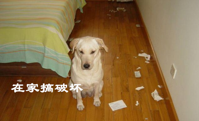 狗狗在家搞破坏.jpg