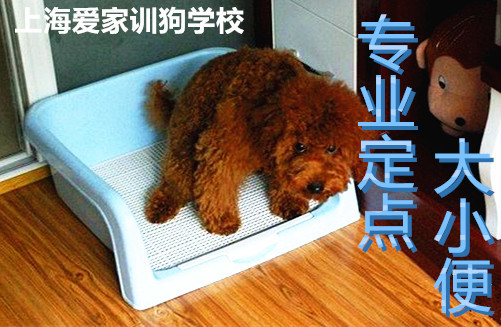 泰迪上厕所 泰迪犬上厕所训练.jpg