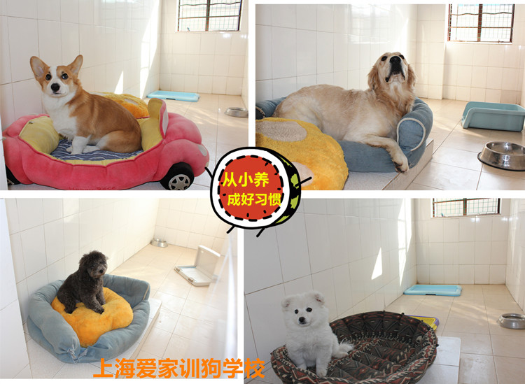爱家狗狗房间拼图，狗狗学校.jpg