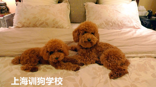 泰迪犬上床训练.jpg