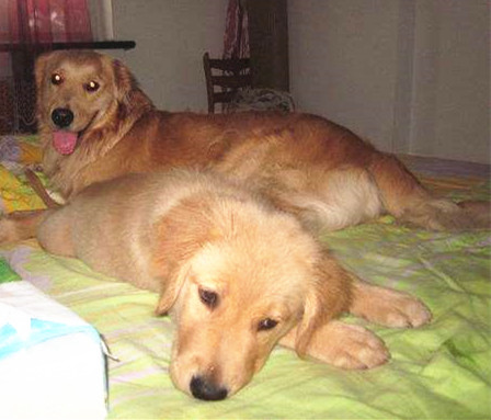 金毛犬上床训练.jpg