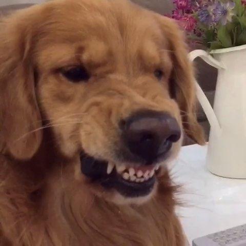 狗狗护食.jpg