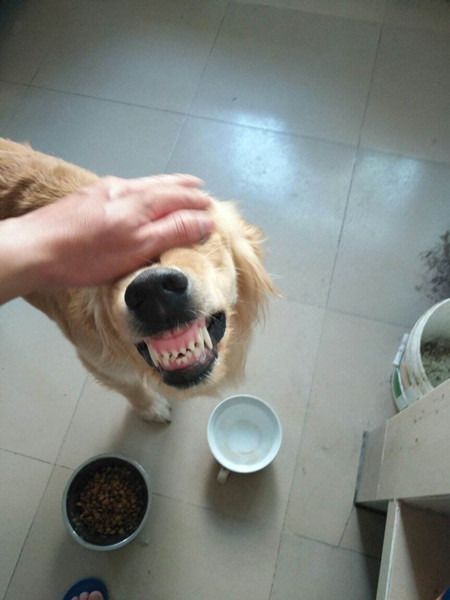 狗狗护食纠正.jpg