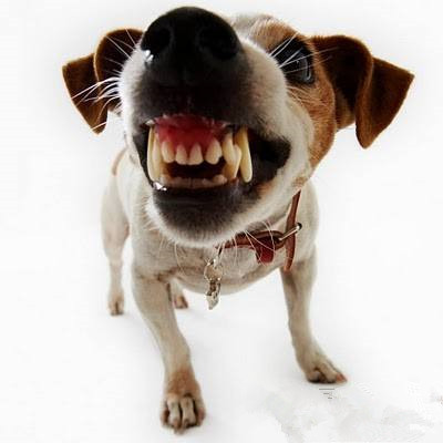 犬的护食训练.jpg