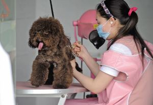狗狗美容.jpg