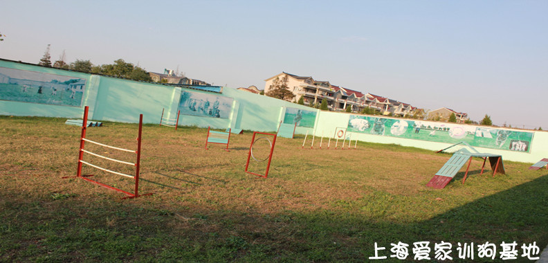 训狗学校，上海爱家训狗学校.jpg