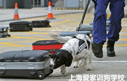 警犬训练.jpg 警犬训练.jpg