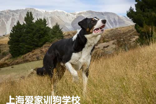 上海训犬学校.jpg 上海训犬学校.jpg